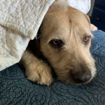 US Immigration Lawyers Team - Amy Wilburn's Henry US Immigration Lawyers Team - Amy Wilburn's Henry