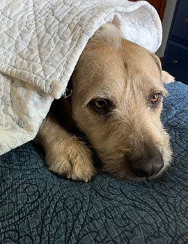 amy-trusty-sidekick-henry-immigration-law-firm-in-austin-waco-texas-lincoln-goldfinch-law