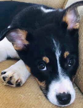 amy-trusty-sidekick-zoe-immigration-law-firm-in-austin-waco-texas-lincoln-goldfinch-law