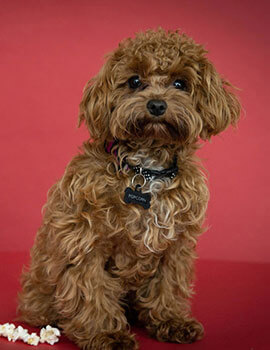 Kate Trusty Sidekick Popcorn Immigration Law Firm In Austin Waco Texas Lincoln-Goldfinch Law