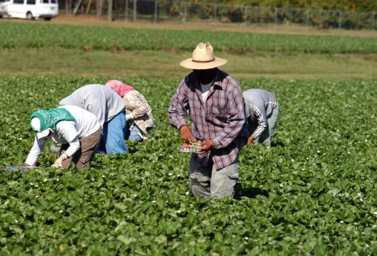 Nuevas reglas para los trabajadores agrícolas recortan los salarios y crean inestabilidad